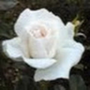 Meet your Posher, Danell